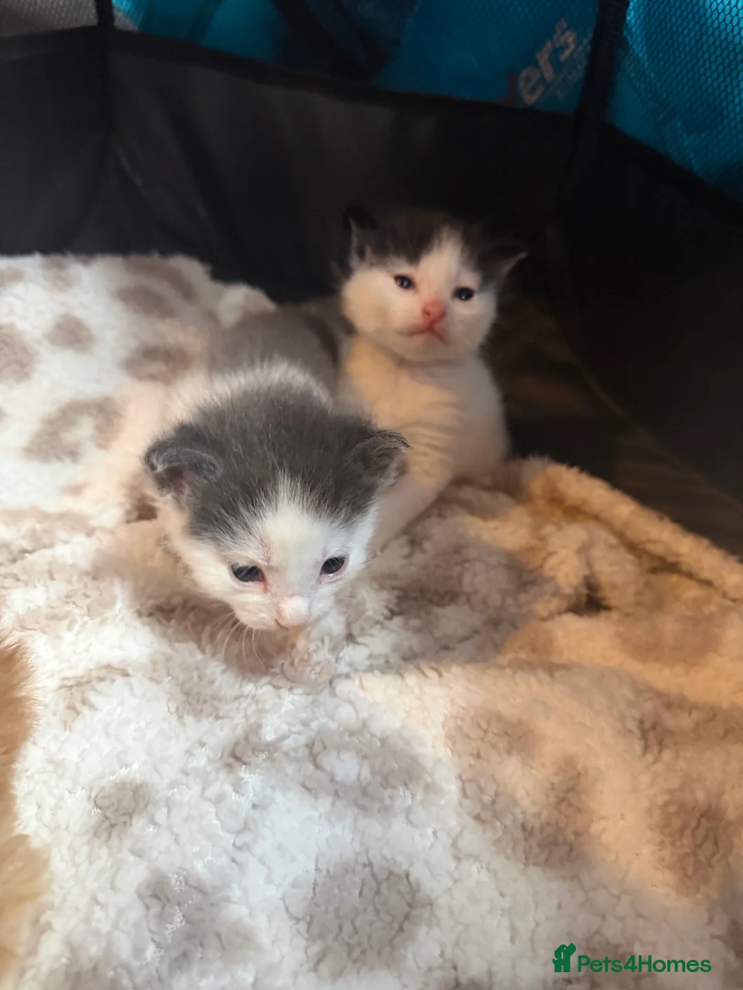 Mixed Breed cats for sale: 5 kittens for sale in Littlehampton - Advert 2