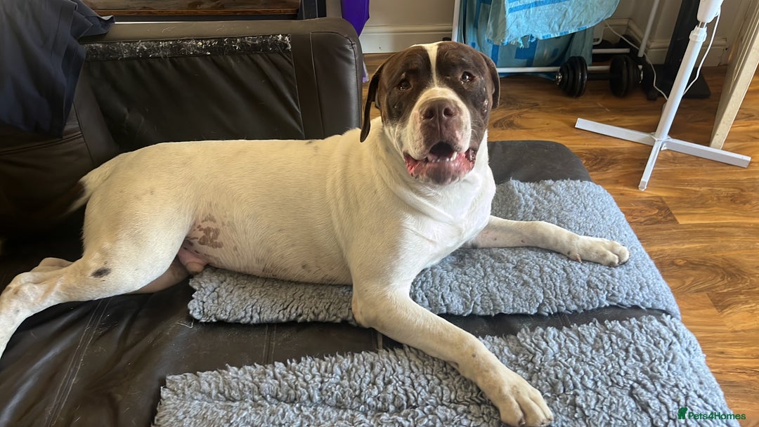 Presa Canario dogs for sale: BANE PRESA CANARIO 2 years old male  - Image 3