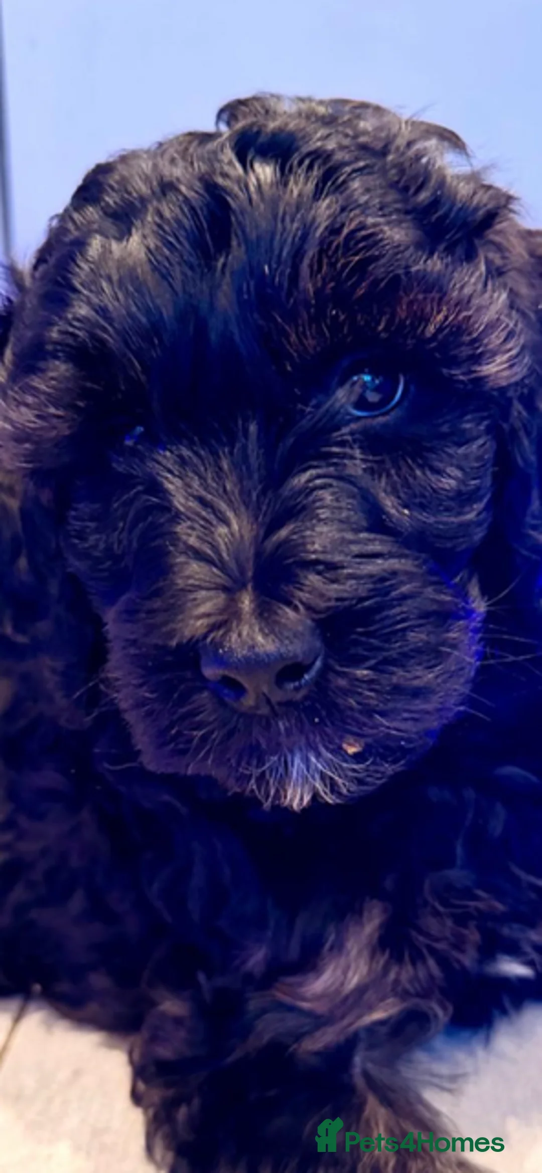 Cockapoo dogs for sale: Great temperament, two cockapoo's - Advert 3