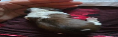 Shih Tzu 4