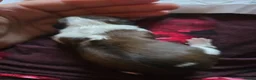 Shih Tzu dogs for sale: Stunning KC registered Standard Shih Tzu Puppies  in Bradford - Advert 7