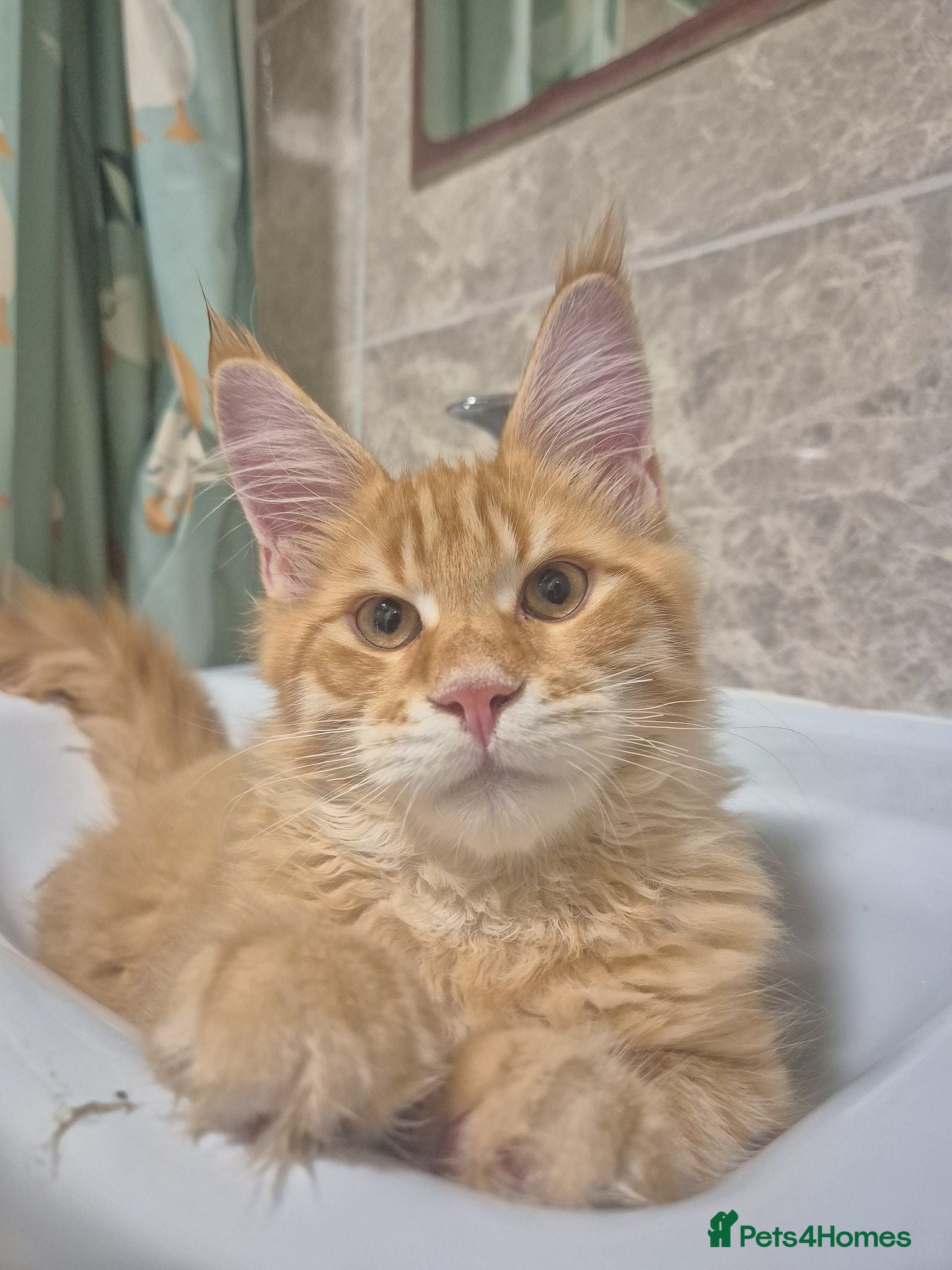 Maine Coon cats RED tabby Maine coon MALE - Advert 6