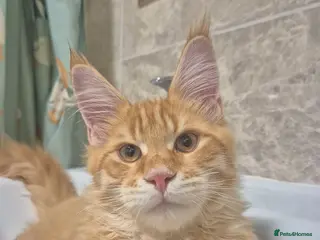 Maine Coon cats RED tabby Maine coon MALE - Advert 6