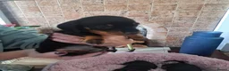 Miniature Dachshund dogs for sale: Minature Dachshund black and tan - Advert 6