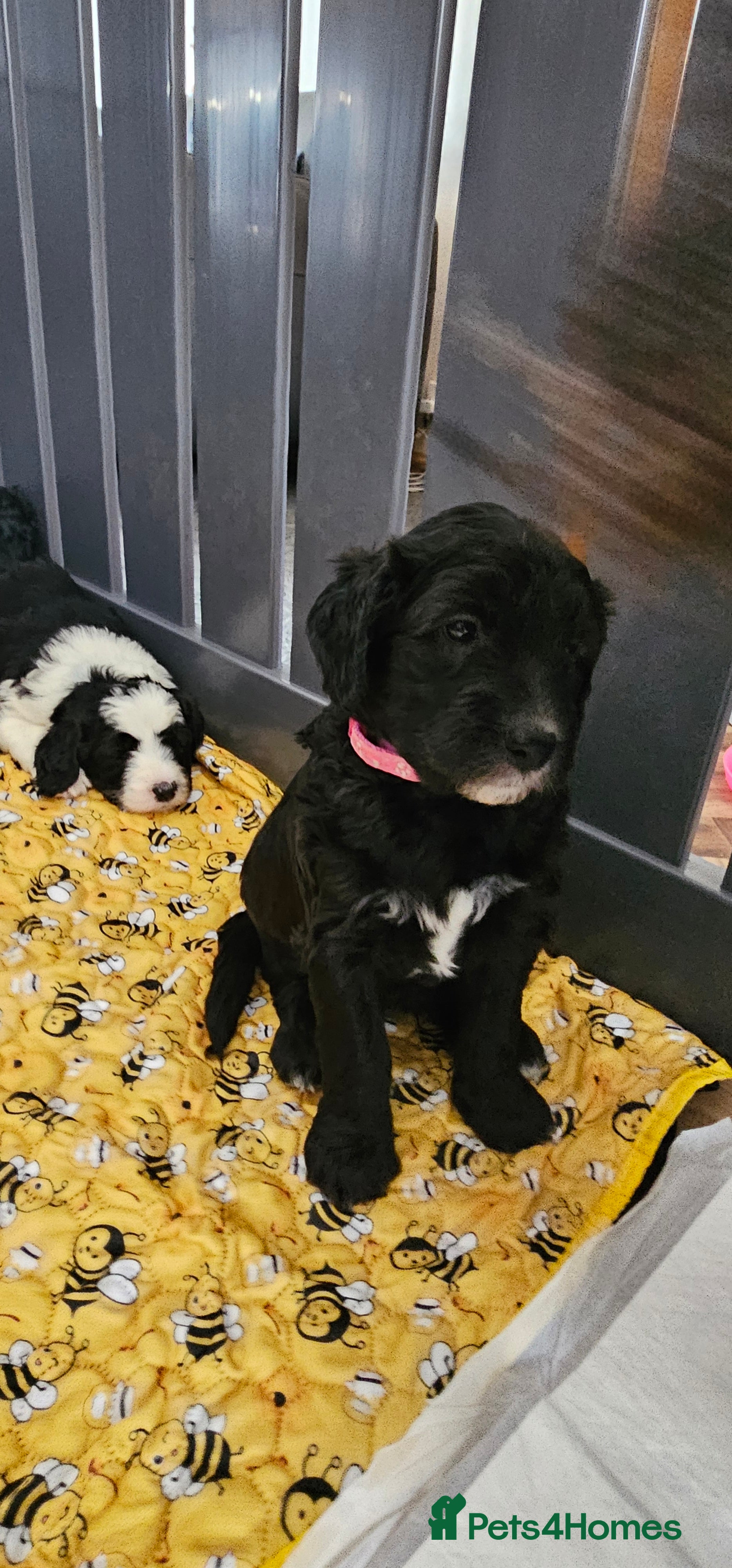 Sheepadoodle dogs F1 Sheepadoodles Ready  8th April - Advert 2