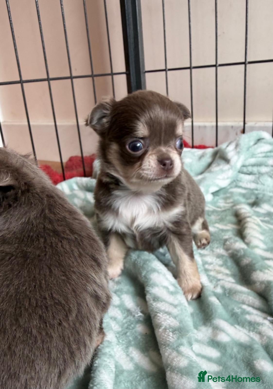 Chihuahua dogs for sale: Gorgeous lilac long coat girls and boys - Advert 13
