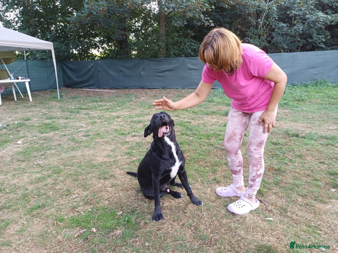 Mixed Breed dogs for adoption: Meet SHEAMUS - a handsome boy for a confident Home - Image 16