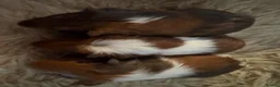 Guinea Pig rodents for sale: Guinea pig Tri coloured baby boars  - Advert 5