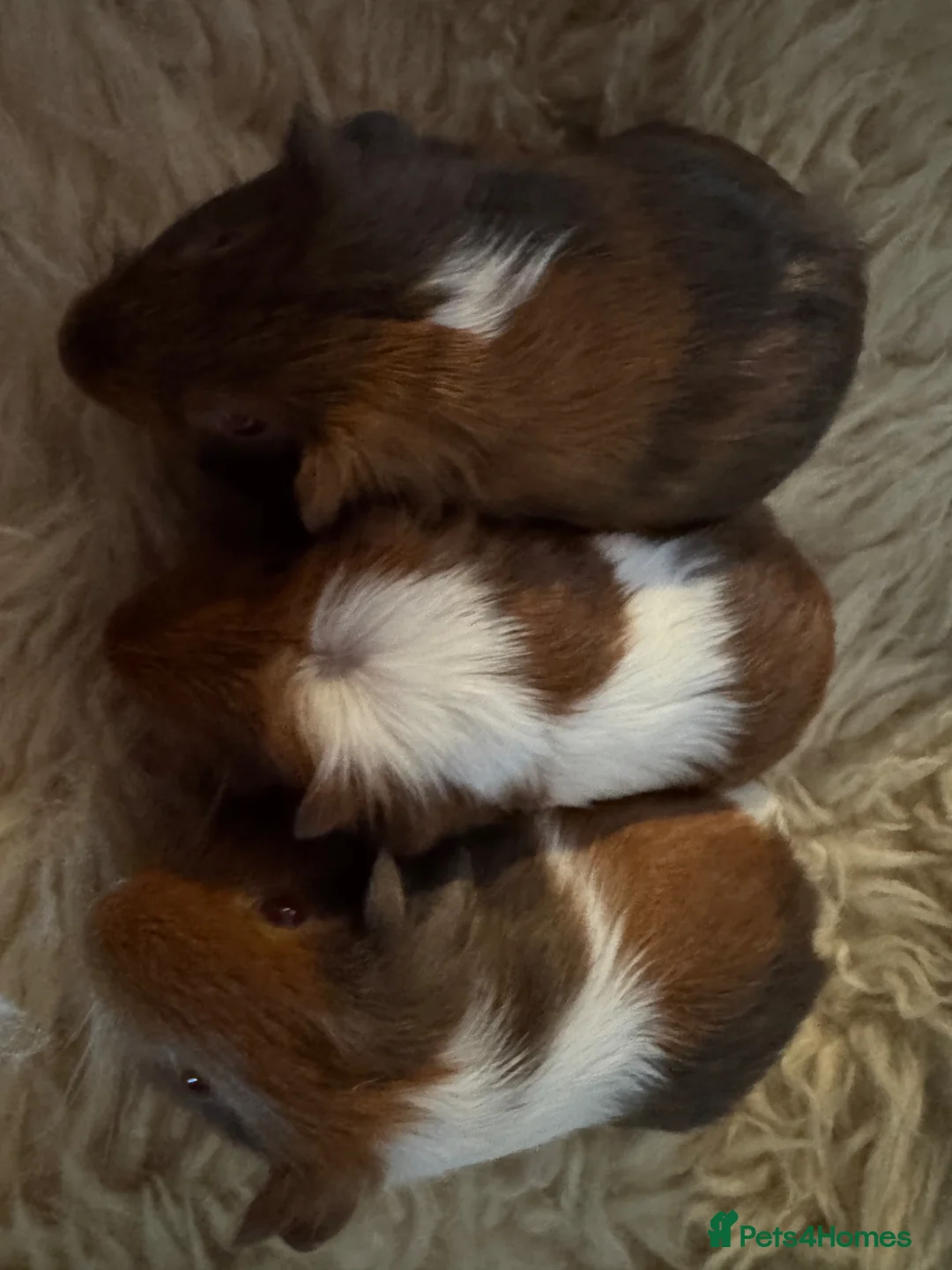 Guinea Pig rodents for sale: Guinea pig Tri coloured baby boars  - Advert 5