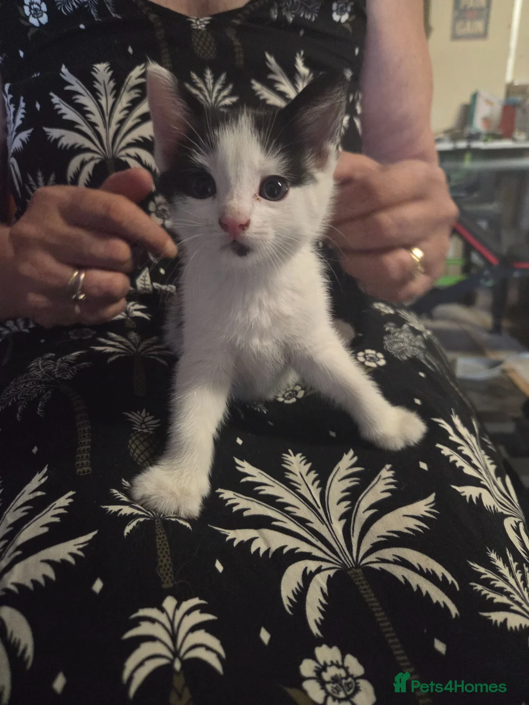 Mixed Breed cats for sale: Kittens - Advert 2