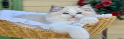 Ragdoll cats for sale: READY TO GO 1 left  (£900) available(TIMEWASTERS)  - Advert 1