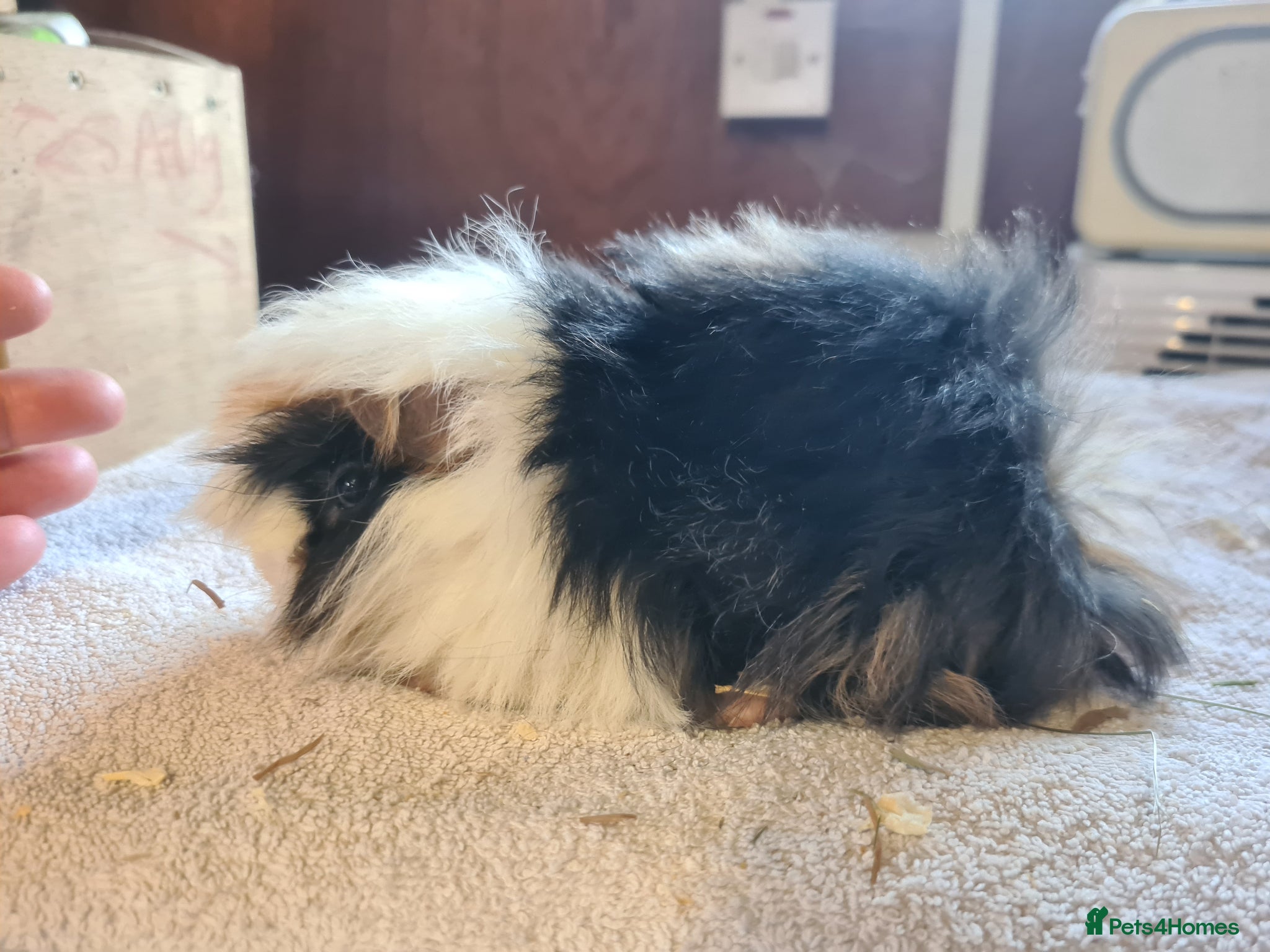 Guinea Pig rodents Pet peruvain boars avaible - Advert 1
