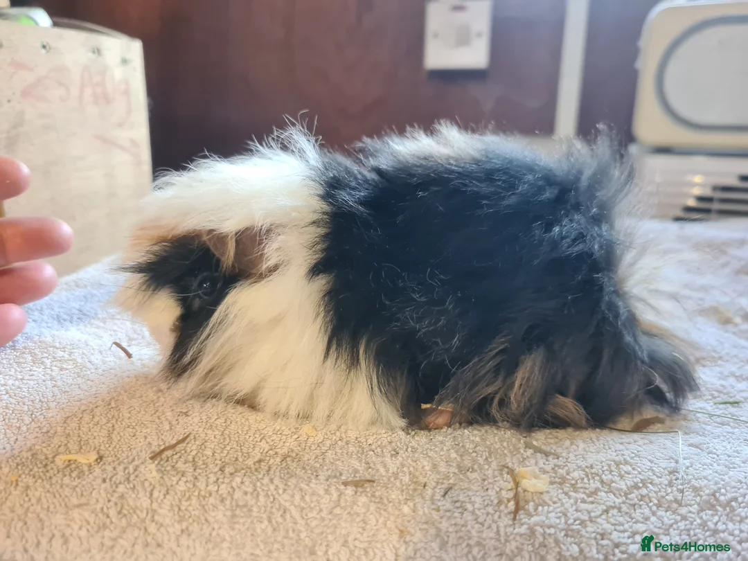 Guinea Pig rodents for sale: Pet peruvain boars avaible - Advert 1