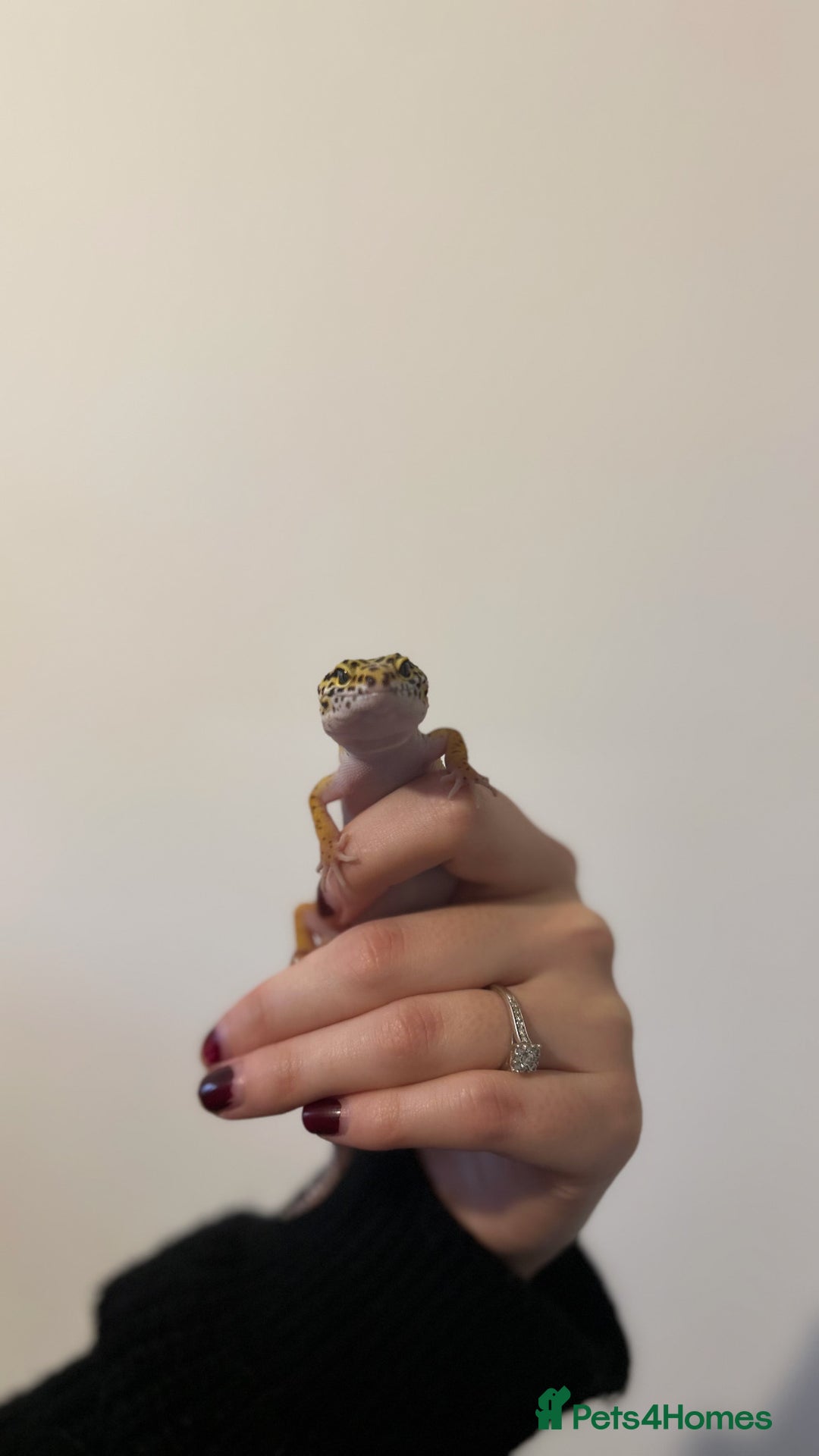 Leopard Gecko reptiles for sale: Leopard Gecko  - Image 3