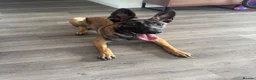 Belgian Shepherd Dog dogs for sale: 9 month old belgium malinois - Advert 6