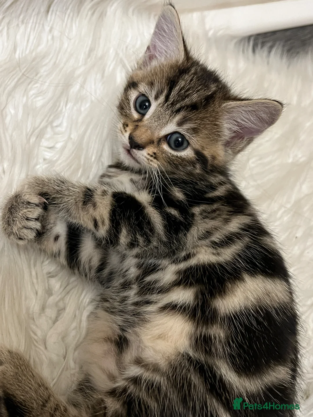 Mixed Breed cats for sale: Kittens for sale🐈‍⬛🐈 - Advert 2