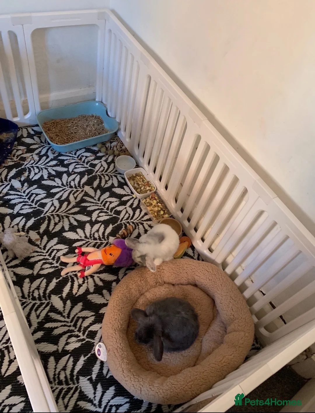 Mixed Breed rabbits for sale: A pair of rabbits  - Advert 2
