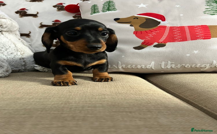 Miniature Dachshund dogs Miniature Smooth Dachshund Puppies  - Advert 13