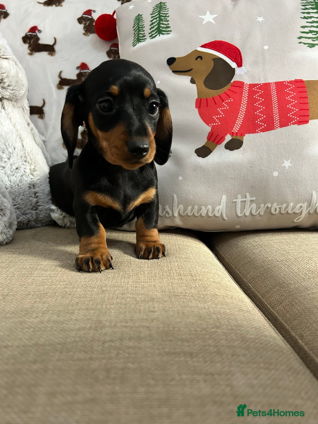 Miniature Dachshund dogs for sale: Miniature Smooth Dachshund Puppies  - Advert 1