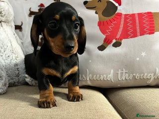 Miniature Dachshund dogs Miniature Smooth Dachshund Puppies - Advert 8