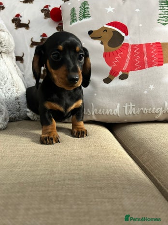 Miniature Dachshund dogs Miniature Smooth Dachshund Puppies - Advert 13