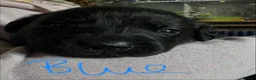 Labrador Retriever dogs for sale: KC Registered black Labrador puppies - Advert 34