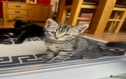 Domestic Shorthair cats for sale: Female kitten - Image 1