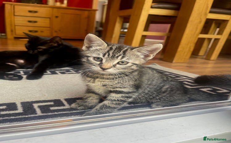 Domestic Shorthair cats - Advert 4