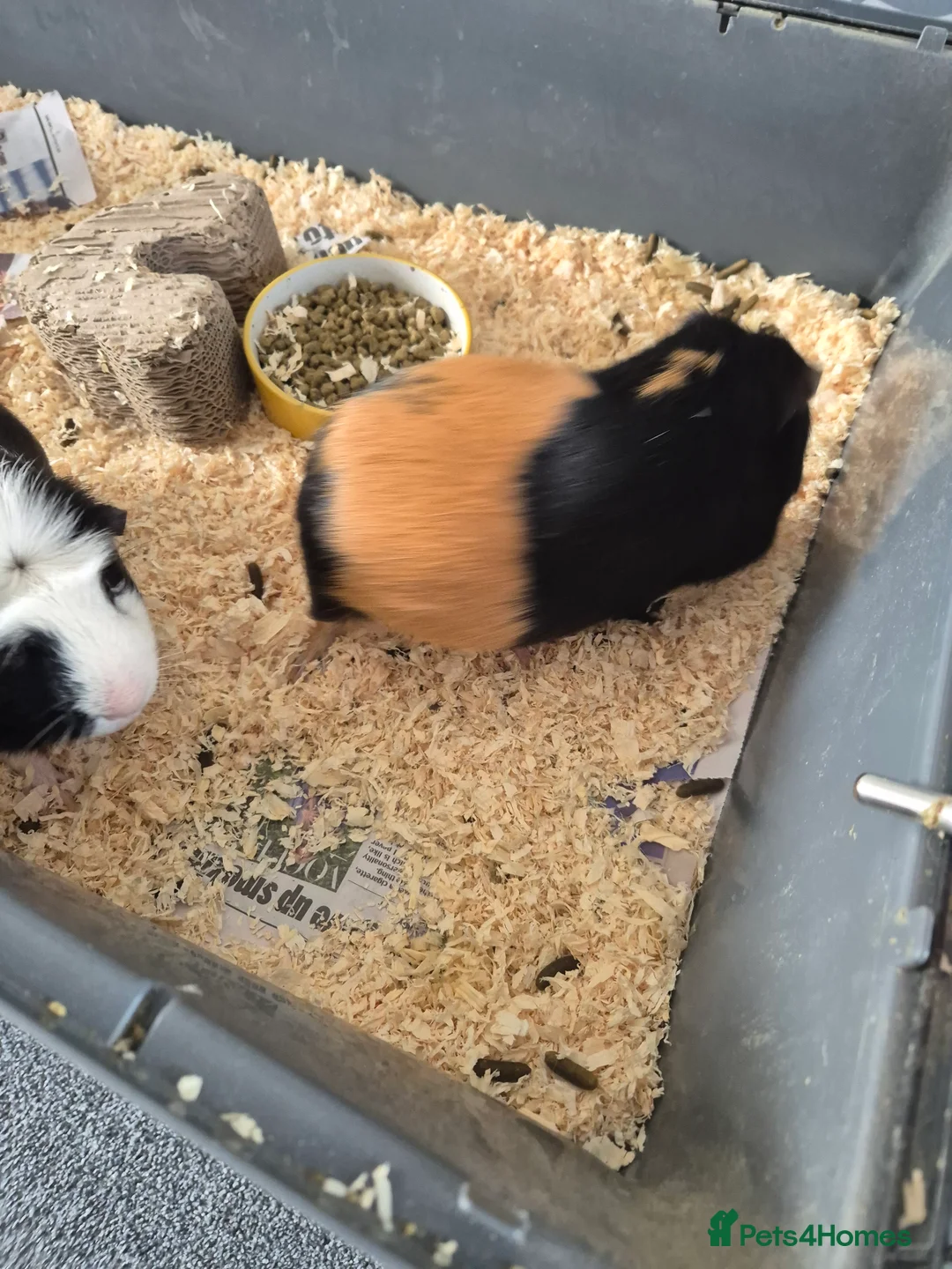 Guinea Pig rodents for sale: 2 male guinea pigs - Advert 3