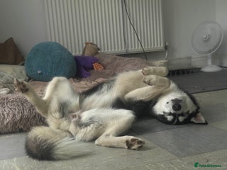 Siberian Husky dogs - Advert 8