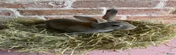 Rex rabbits for sale: Mini Rex Bucks  in Lincoln - Advert 9