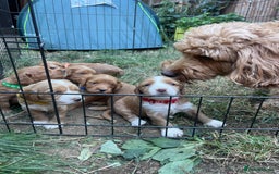 Cockapoo dogs for sale: Beautiful Cockapoo Puppies – Ready Soon  - Image 12