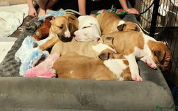Bull Terrier dogs for stud: English Bull Terrier STUD dog - Image 17