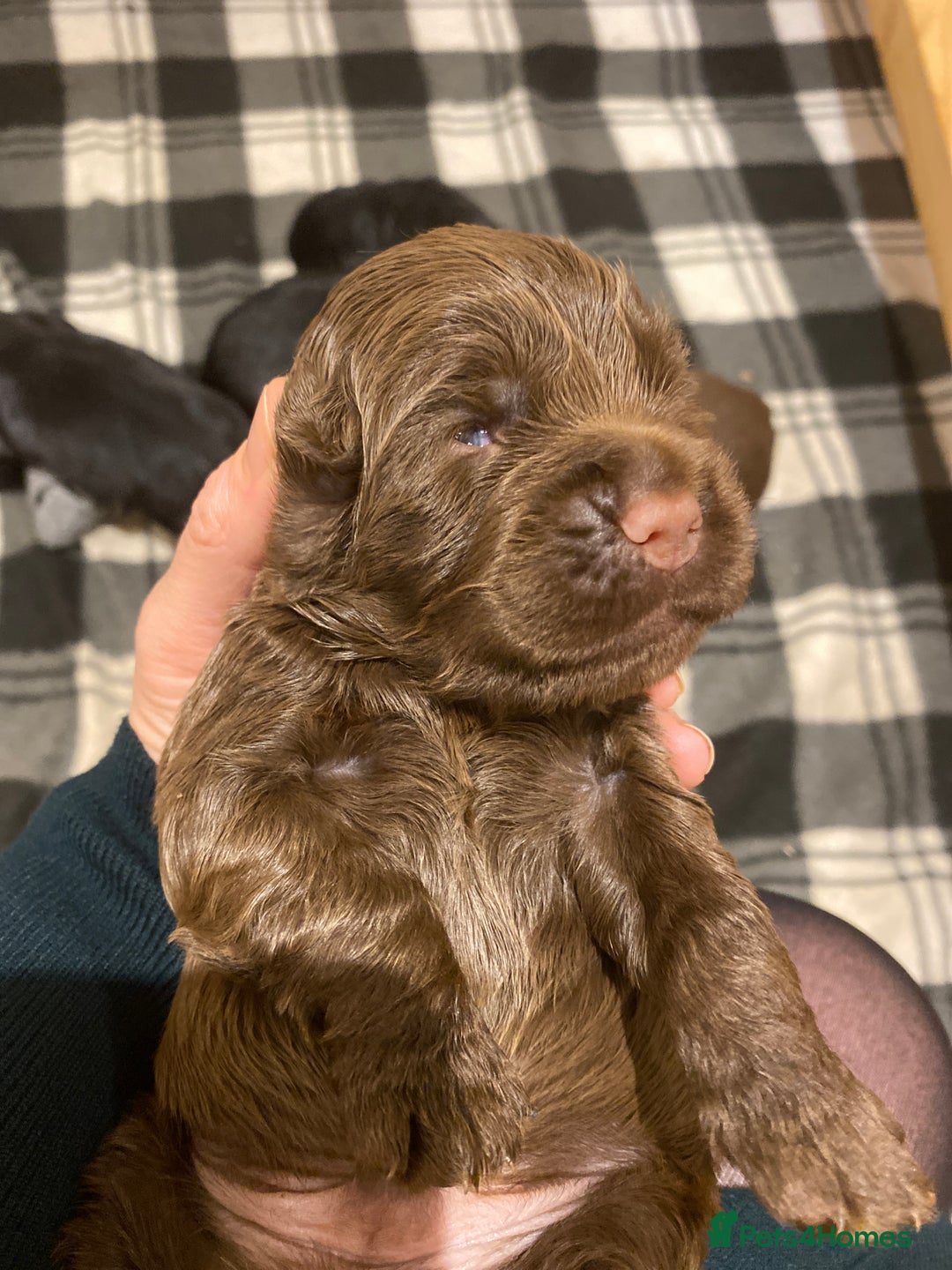 Cocker Spaniel dogs for sale: Beautiful cocker spaniel puppies  - Advert 3