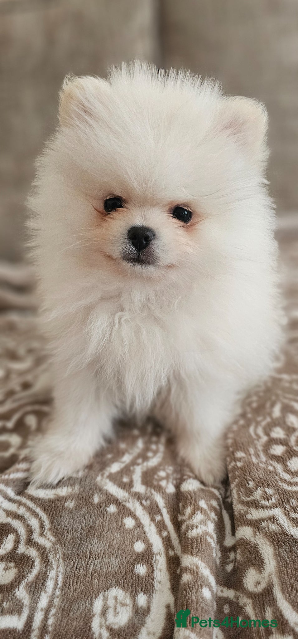 Pomeranian dogs Pomeranians - Advert 18