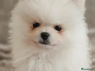 Pomeranian dogs Pomeranians - Advert 18