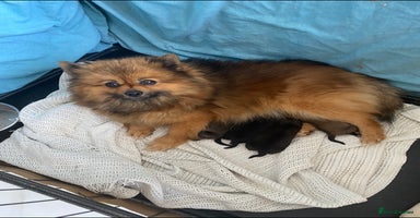Pomeranian dogs in Gainsborough - Advert 10