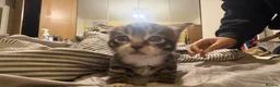 Mixed Breed cats for sale: 2 kittens looking for a loving home  - Advert 6