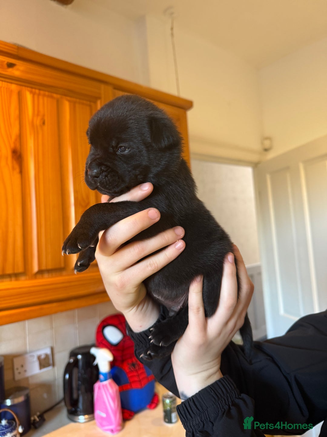 Mixed Breed dogs for sale: American bulldog / chowchow  - Advert 7