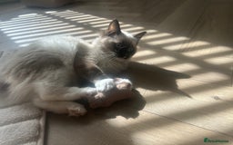 Ragdoll cats for sale: Two beautiful Ragdoll girls available  - Image 6