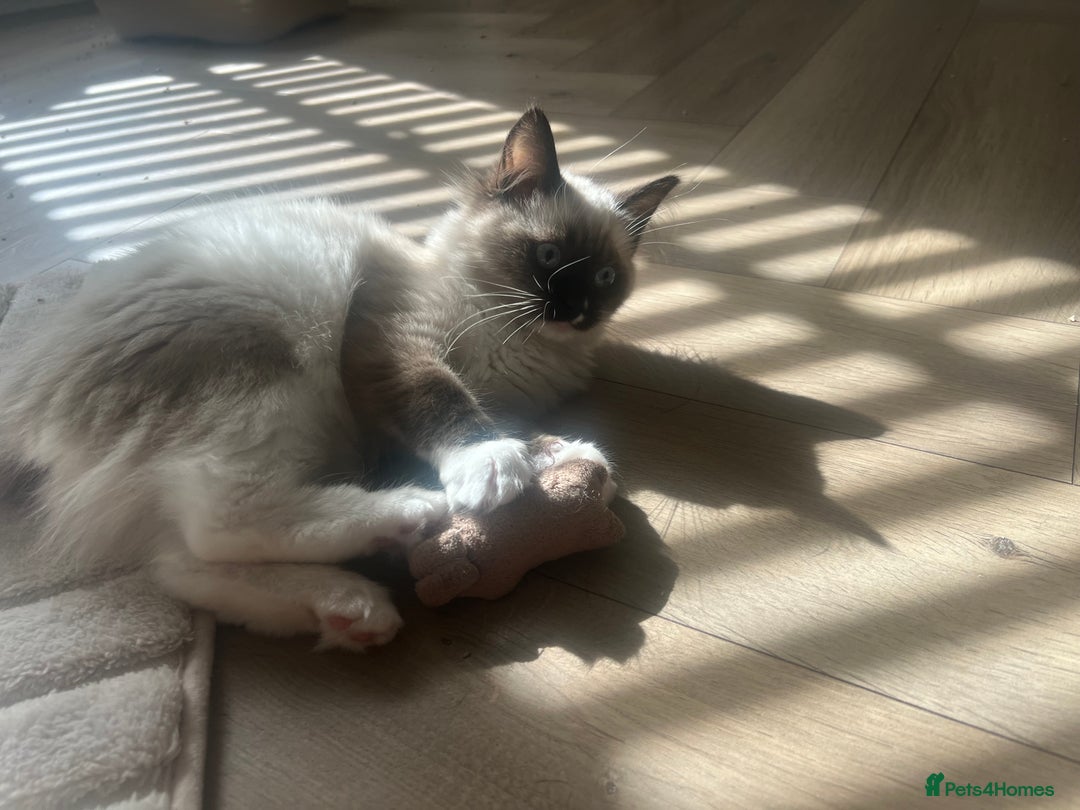 Ragdoll cats for sale: Two beautiful Ragdoll girls available  - Image 6