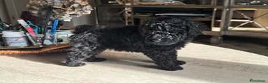 Toy Poodle Puppy 5