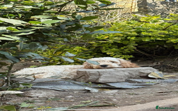 Mixed Breed dogs for sale: 8 beautiful cockapoo cross cavapoo pups - Image 3