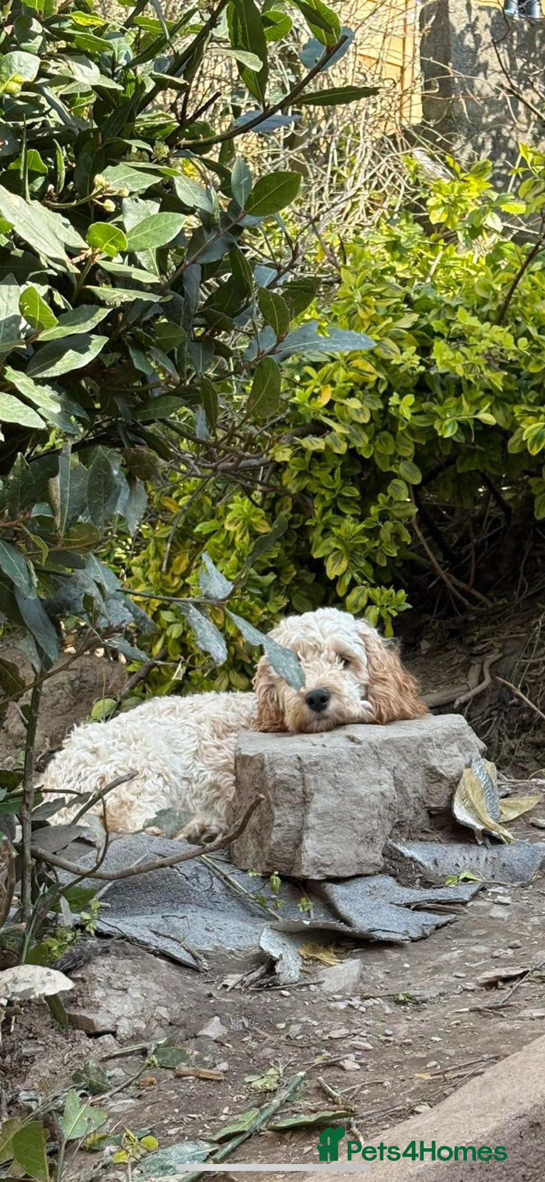 Mixed Breed dogs for sale: 8 beautiful cockapoo cross cavapoo pups - Image 3