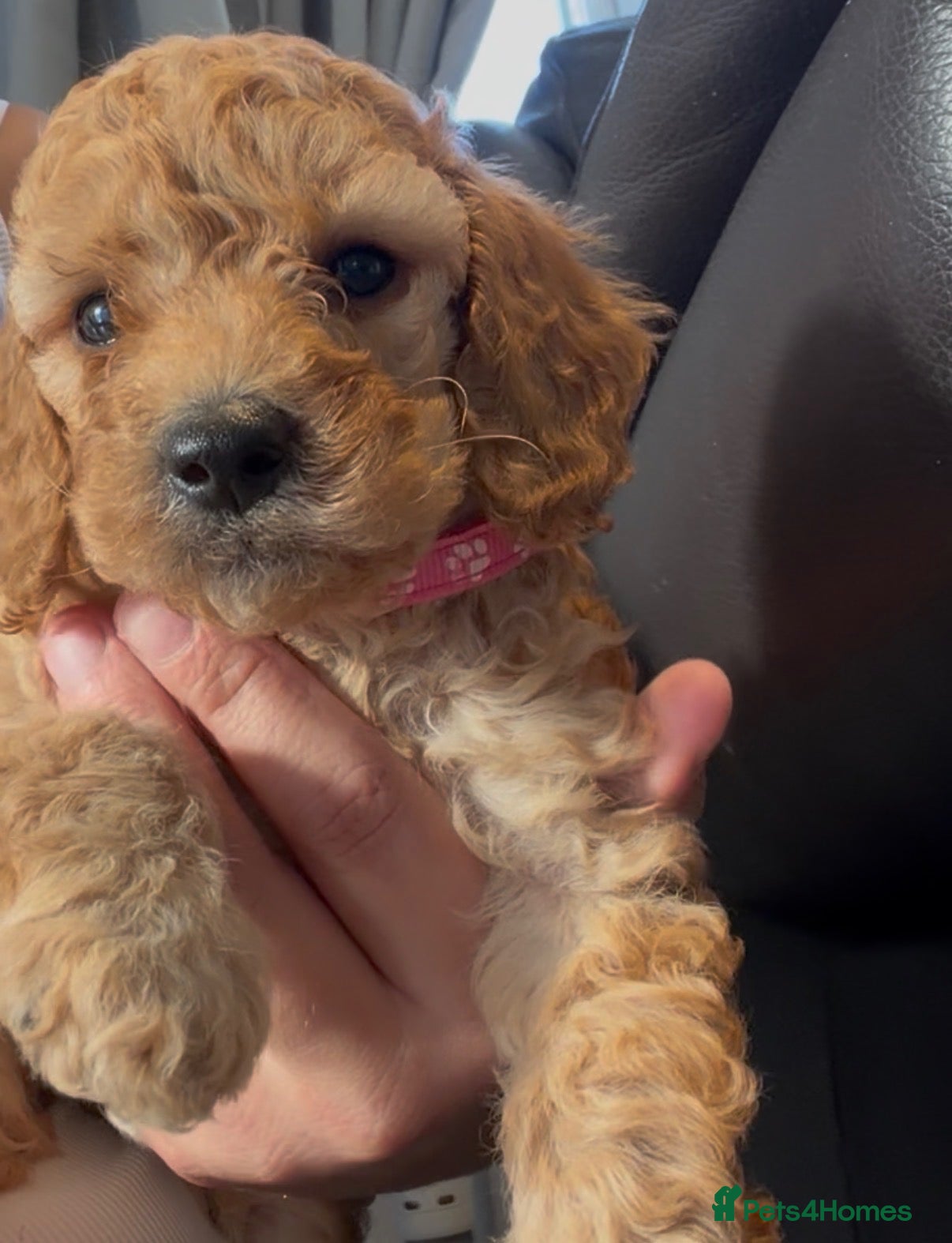 Cockapoo dogs girl very curly F1b  cockapoo fully health tested  - Advert 1
