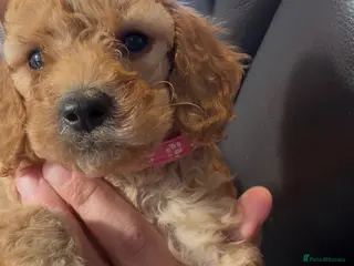 Cockapoo dogs girl very curly F1b cockapoo fully health tested - Advert 1