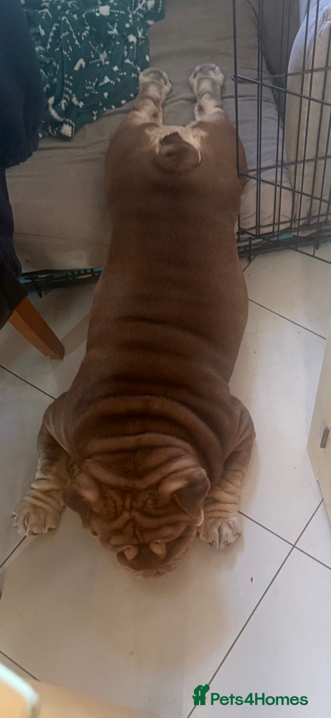 English Bulldog dogs for sale:  BRITISH BULL DOG .please the Description!  - Image 3