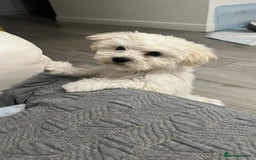 Mixed Breed dogs for sale: Bichon Mixed Breed  - Image 9
