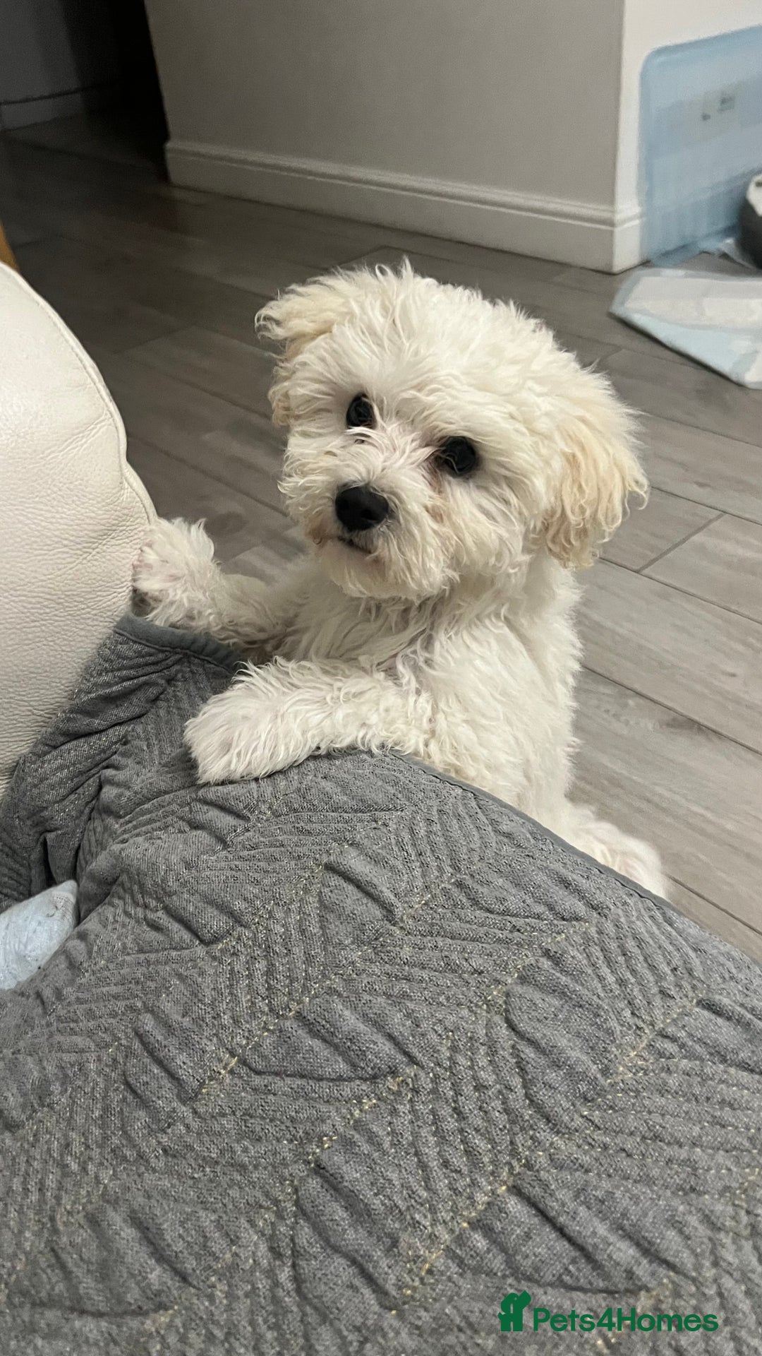 Mixed Breed dogs for sale: Bichon Mixed Breed  - Image 9