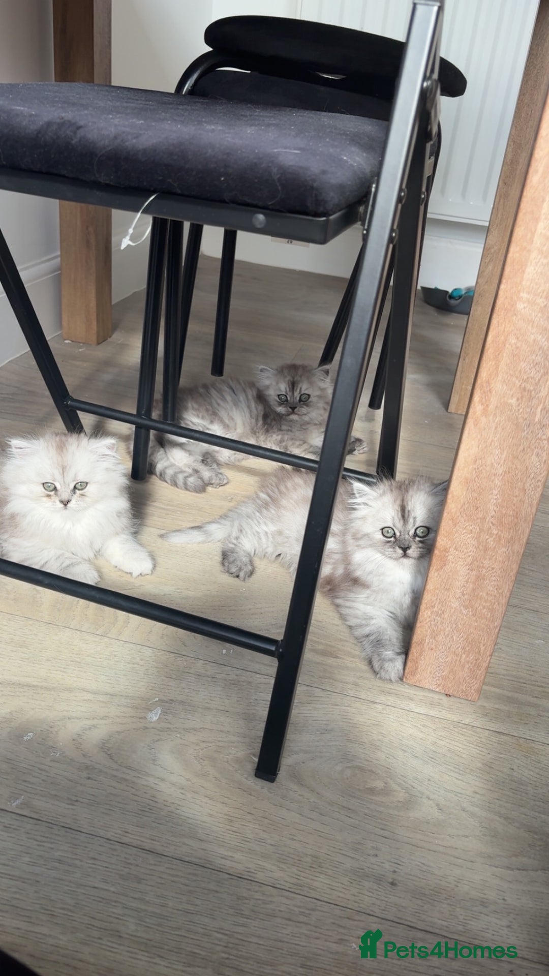 Persian cats for sale: Purrrfect Persians 😻😻😻 - Image 12